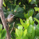 Fauvette de Moltoni, Cap Corse
