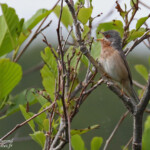 Fauvette de Moltoni, Cap Corse