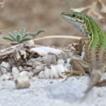 Lézard sicilien, plage de Macinaggio, Cap Corse