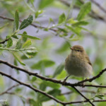 Pouillot ibérique, Détroit de Gibraltar