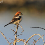 Pie-grièche à tête rousse, Pointe de Carnero
