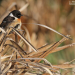 Tarier pâtre, Pointe de Carnero