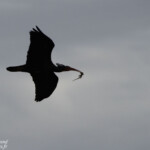Ibis chauve, Maroc