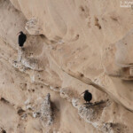Ibis chauves, Maroc