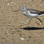 Chevalier aboyeur, Delta de l'Ebre