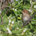 Rossignol philomèle, Delta de l'Ebre