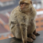 Macaque de Barbarie, Magot, Rocher de Gibraltar