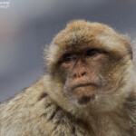 Macaque de Barbarie, Magot, Rocher de Gibraltar Svg+xml,%3Csvg%20xmlns%3D%22http%3A%2F%2Fwww.w3