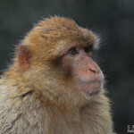 Macaque de Barbarie, Magot, Rocher de Gibraltar