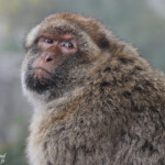Macaque de Barbarie, Magot, Rocher de Gibraltar Svg+xml,%3Csvg%20xmlns%3D%22http%3A%2F%2Fwww.w3