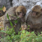 Macaque de Barbarie, Magot, Rocher de Gibraltar Svg+xml,%3Csvg%20xmlns%3D%22http%3A%2F%2Fwww.w3