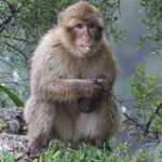 Macaque de Barbarie, Magot, Rocher de Gibraltar