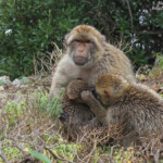 Macaque de Barbarie, Magot, Rocher de Gibraltar