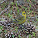 Venturon corse, Vallée de Vizzavone