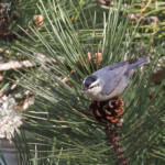 Sittelle corse, Vallée de Vizzavone