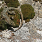 Lézard de Bedriagga, Vallée de Vizzavone