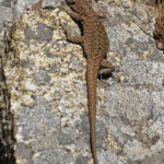 Lézard de Bedriagga, Vallée de Vizzavone