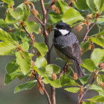 Mésange noire, Vallée de Vizzavone