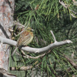 Bruant zizi, Vallée de Vizzavone