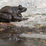 Discoglosse corse, Vallée de Vizzavone