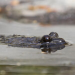 Discoglosse corse, Vallée de Vizzavone