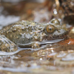 Discoglosse sarde, Vallée de Vizzavone