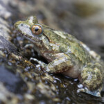 Discoglosse sarde, Vallée de Vizzavone