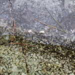 Discoglosse sarde, Vallée de Vizzavone