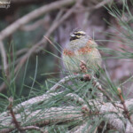 Bruant zizi, Vallée de Vizzavone