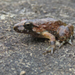 Discoglosse corse, Vallée de Vizzavone