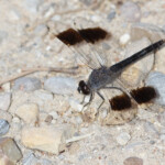 Brachythemis à ailes barrées, Lagune de Medina Svg+xml,%3Csvg%20xmlns%3D%22http%3A%2F%2Fwww.w3