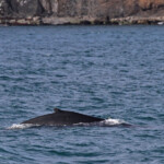 Baleine à bosse, Dalvik, Islande