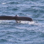 Baleine à bosse, Dalvik, Islande