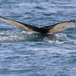 Baleine à bosse, Dalvik, Islande