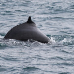 Baleine à bosse, Dalvik, Islande
