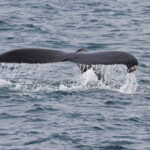 Baleine à bosse, Dalvik, Islande