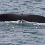 Baleine à bosse, Dalvik, Islande