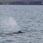 Baleine à bosse, Dalvik, Islande