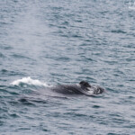 Baleine à bosse, Dalvik, Islande