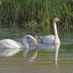 Famille de Cygne chanteur près de Dalvik, Islande