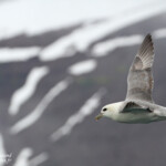 Fulmar boréal, Dalvik
