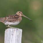 Bécassine des marais, Dalvik, Islande