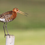 Barge à queue noire, Dalvik, Islande