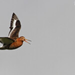 Barge à queue noire, Dalvik, Islande