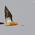 Barge à queue noire, Dalvik, Islande