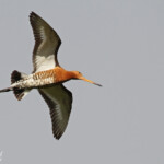 Barge à queue noire, Dalvik, Islande
