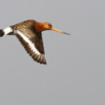Barge à queue noire, Dalvik, Islande
