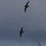 Puffins des anglais et Fulmar boréal, Phare de Gardur, Islande