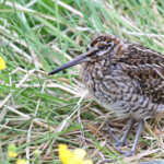 Poussin de Bécassine des marais, Mivatn, Islande 2016