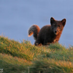 Renard polaire en chasse sur les falaises de Latrabjarg, Islande 2016